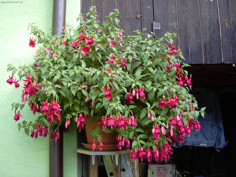 Foto: krasavice