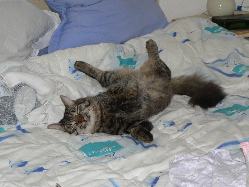 Foto: mikes 1-M�j kocour mikes ve francii na posteli.. totalne unavenej