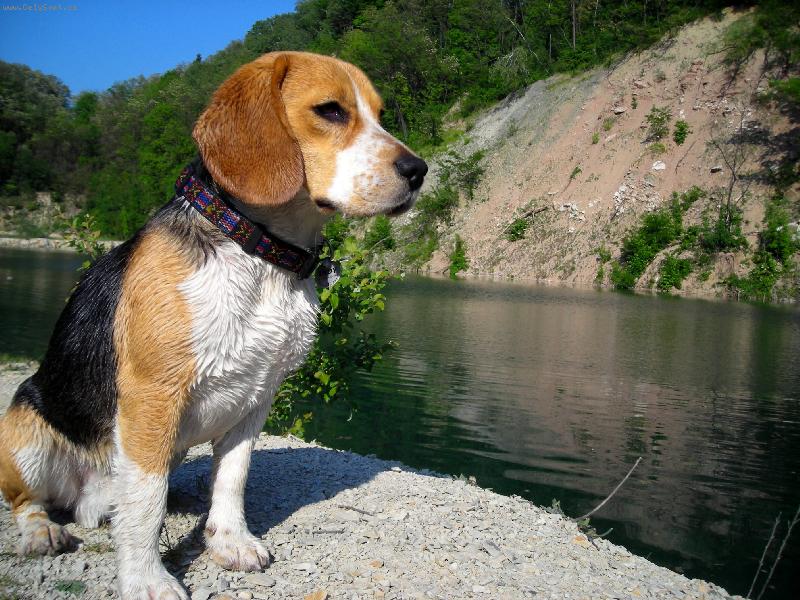 Foto: Indy
