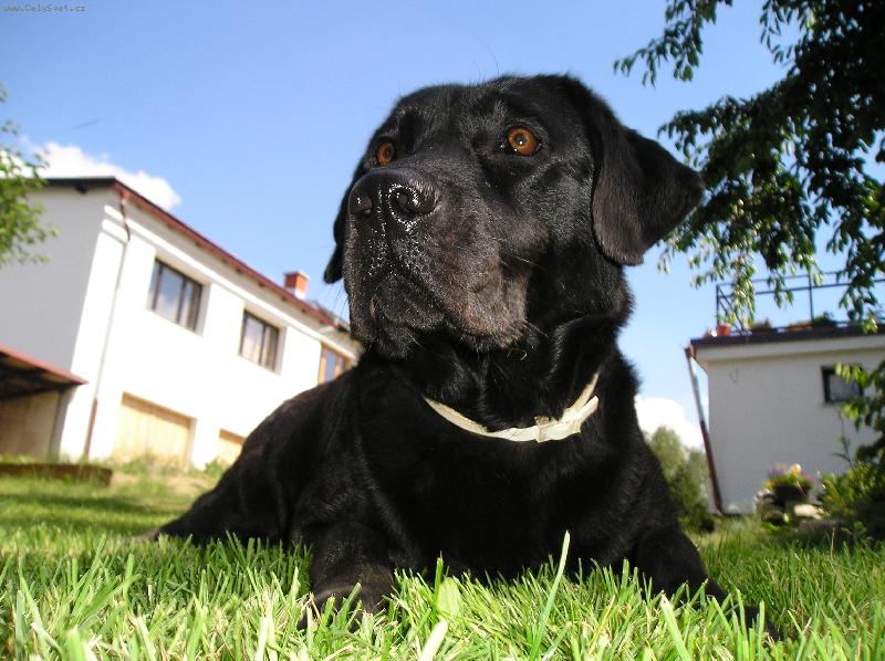 Foto: Labrador