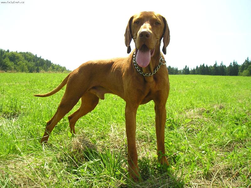 Foto: Rocky 1 rok