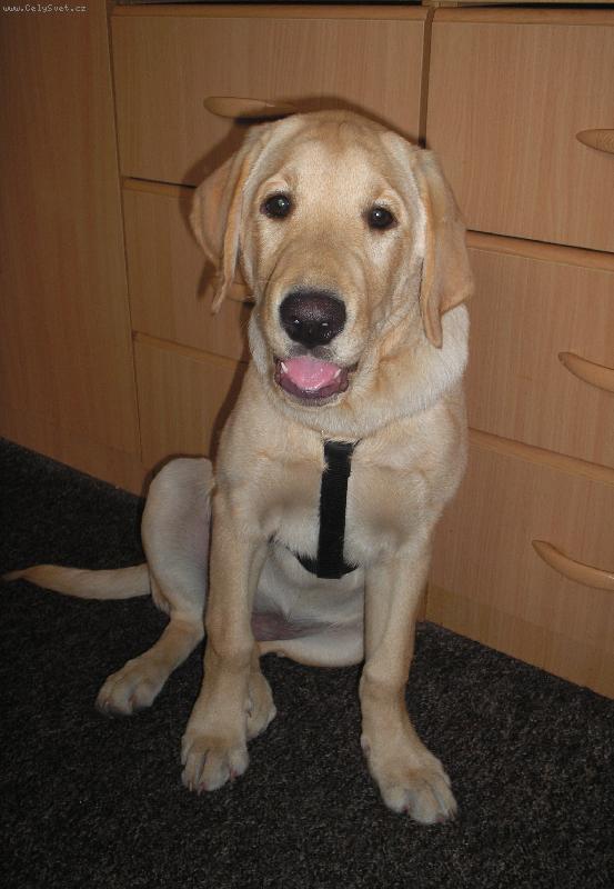 Foto: Labrador