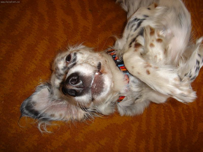 Foto: HI