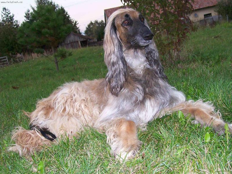 Foto: afg�n
