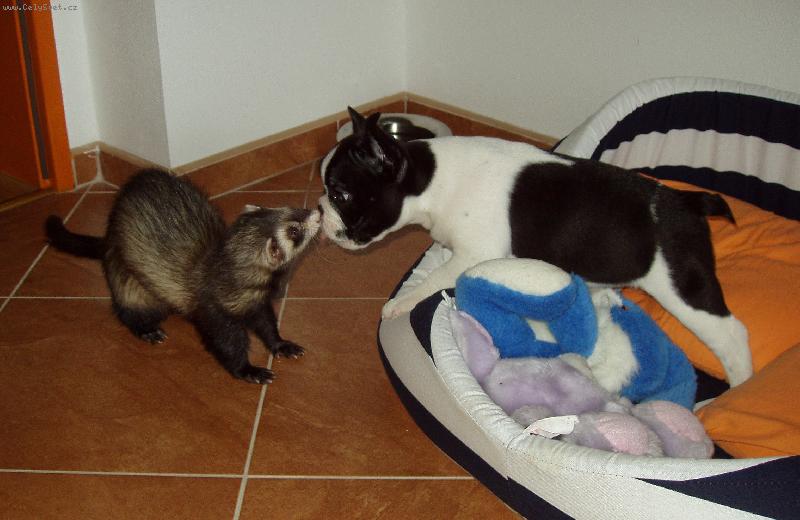 Foto: Bonny a Gipsy