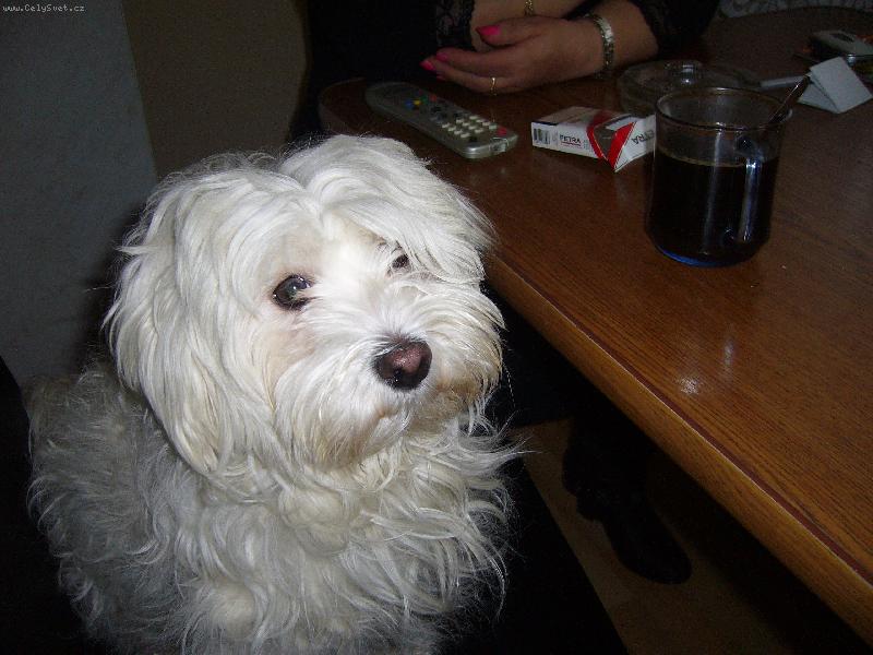 Foto: bado-milacek