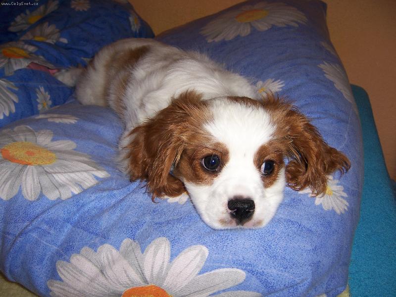 Foto: Archie z Otic