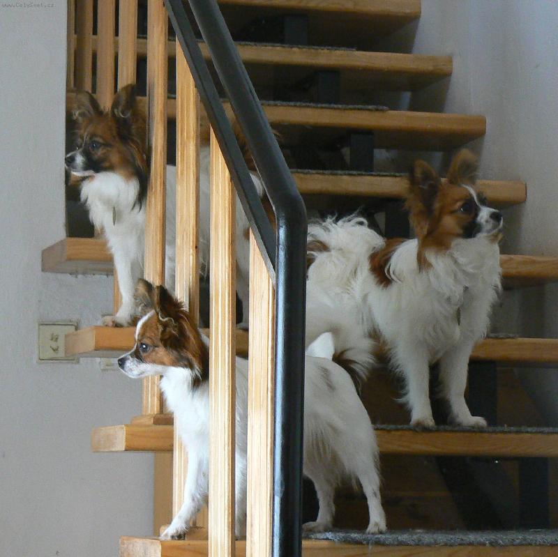 Foto: papillonci