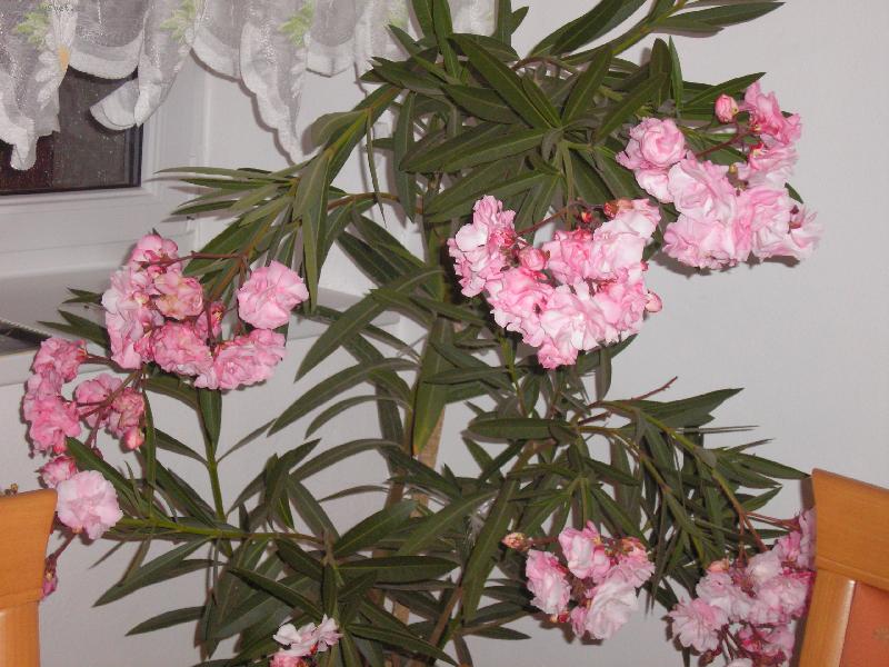 Foto: oleandr