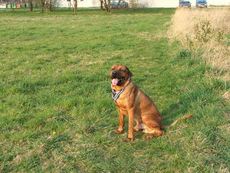 Foto: Rubby a jaro