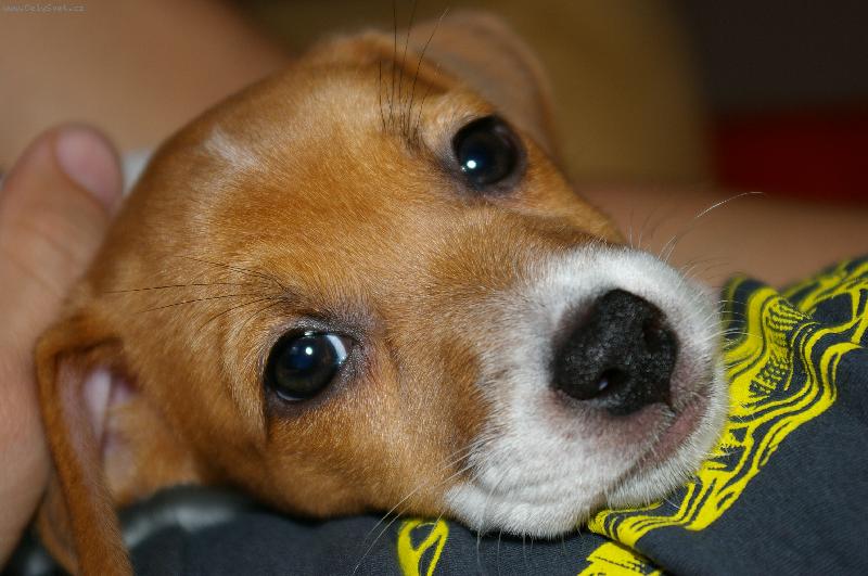Foto: Nase Roxy