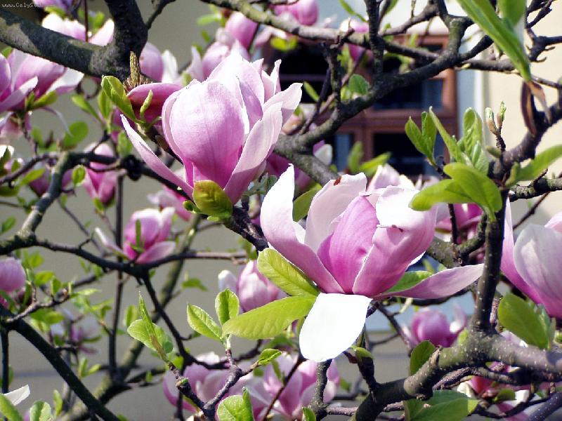 Foto: Magnolie