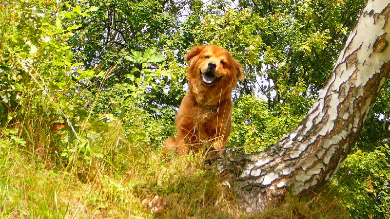 Foto: jambo-jambo