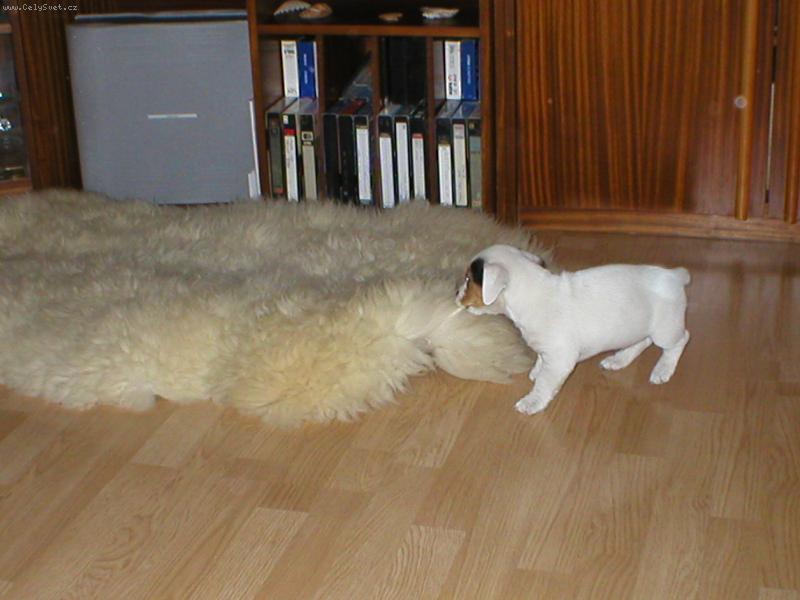 Foto: Milo trha�