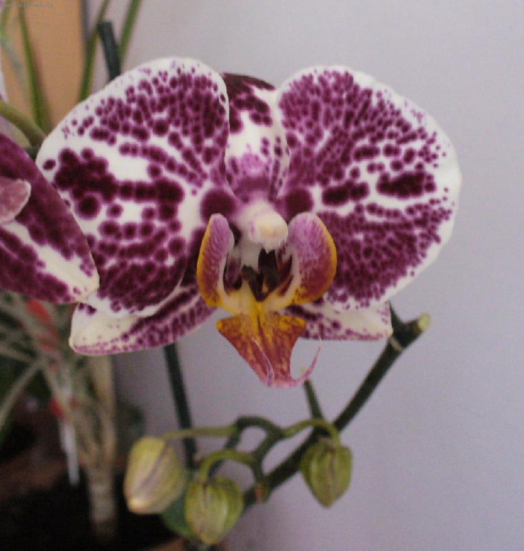 Foto: phalanopsis