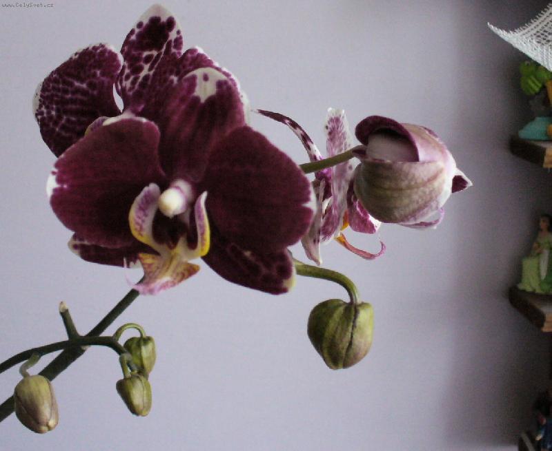 Foto: phalanopsis