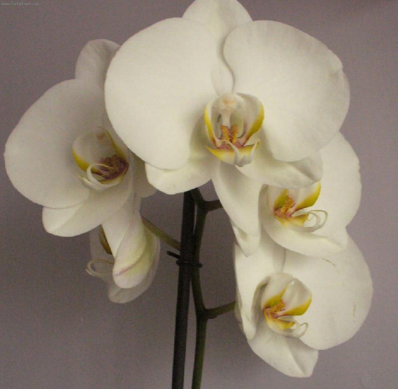 Foto: phalanopsis