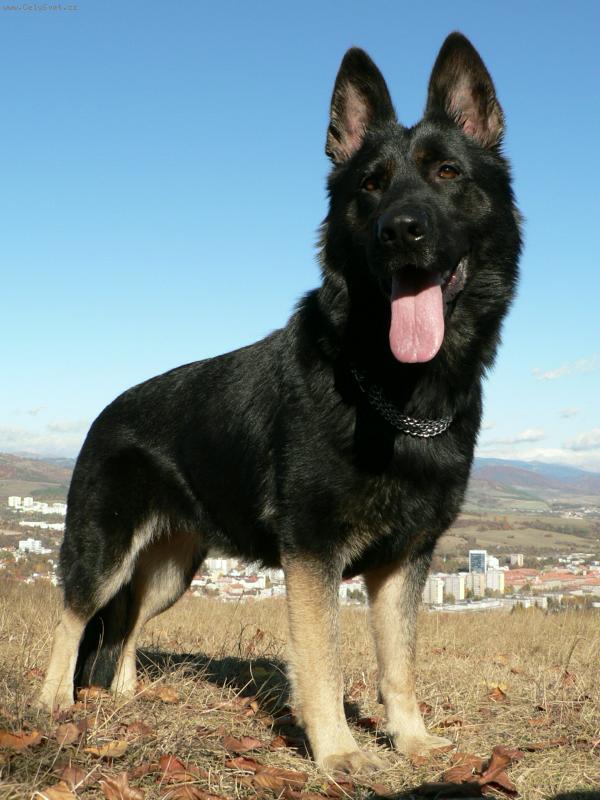 Foto: Gera