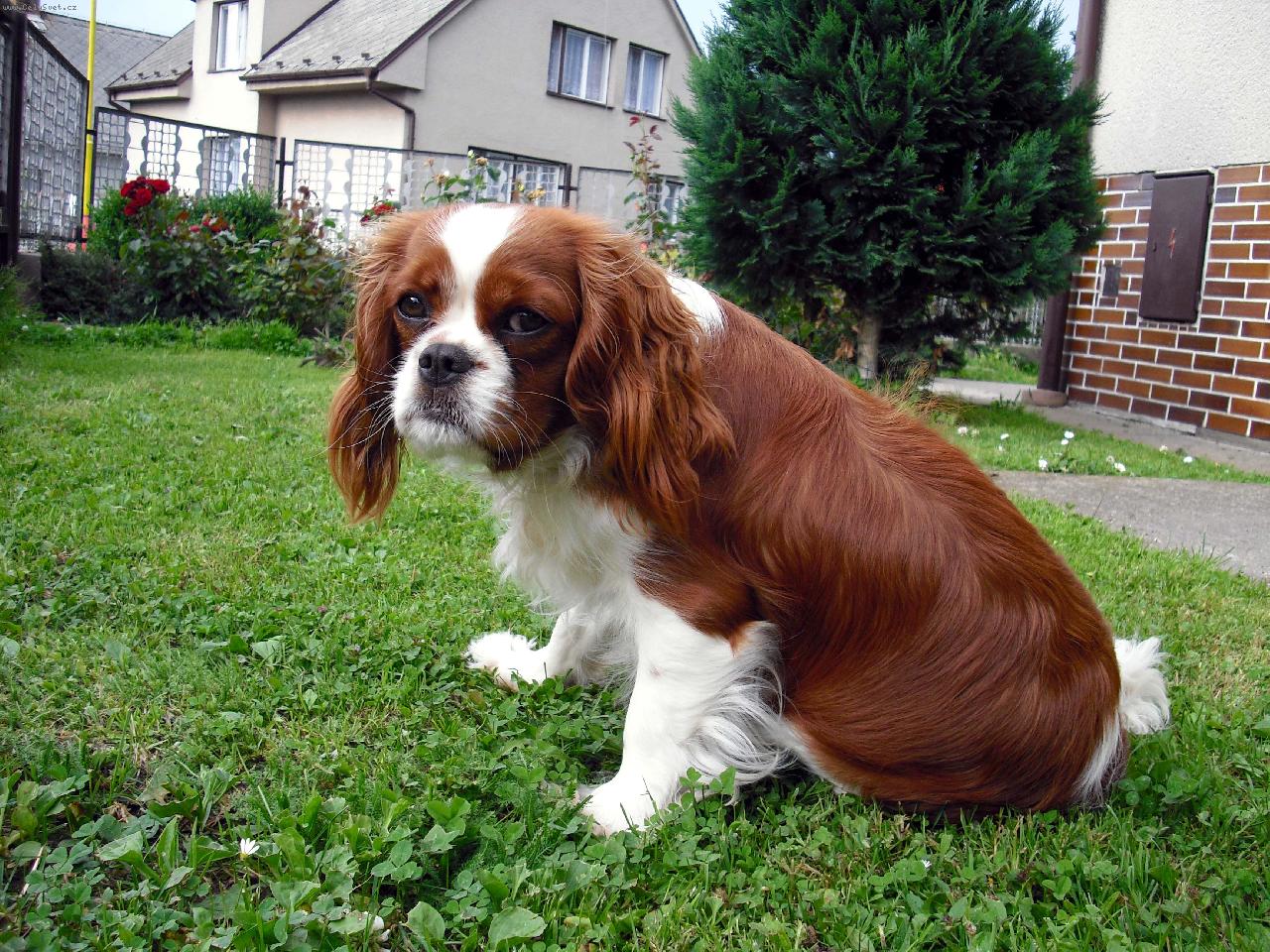 Foto: �okynka