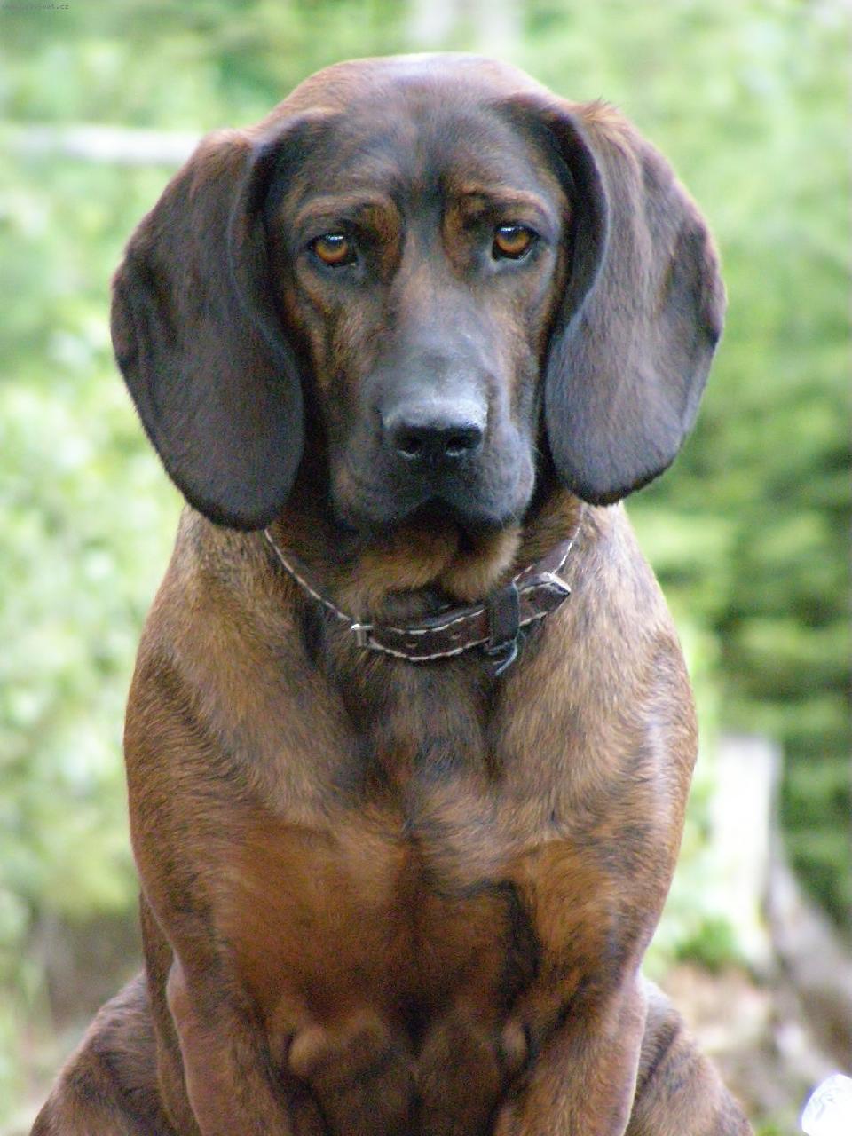 Foto: Orka