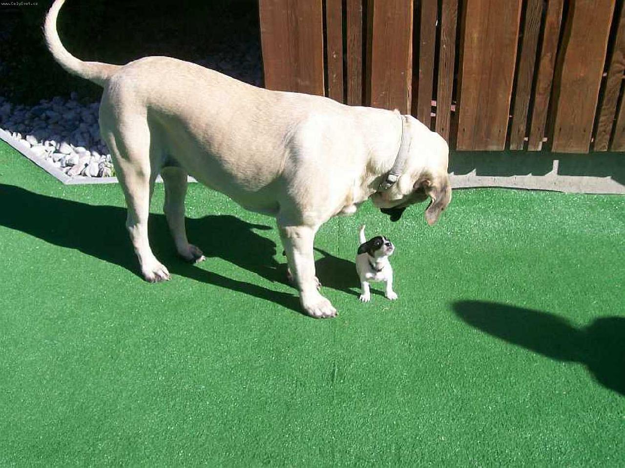 Foto: V ��i obr�-Mastif a prcek