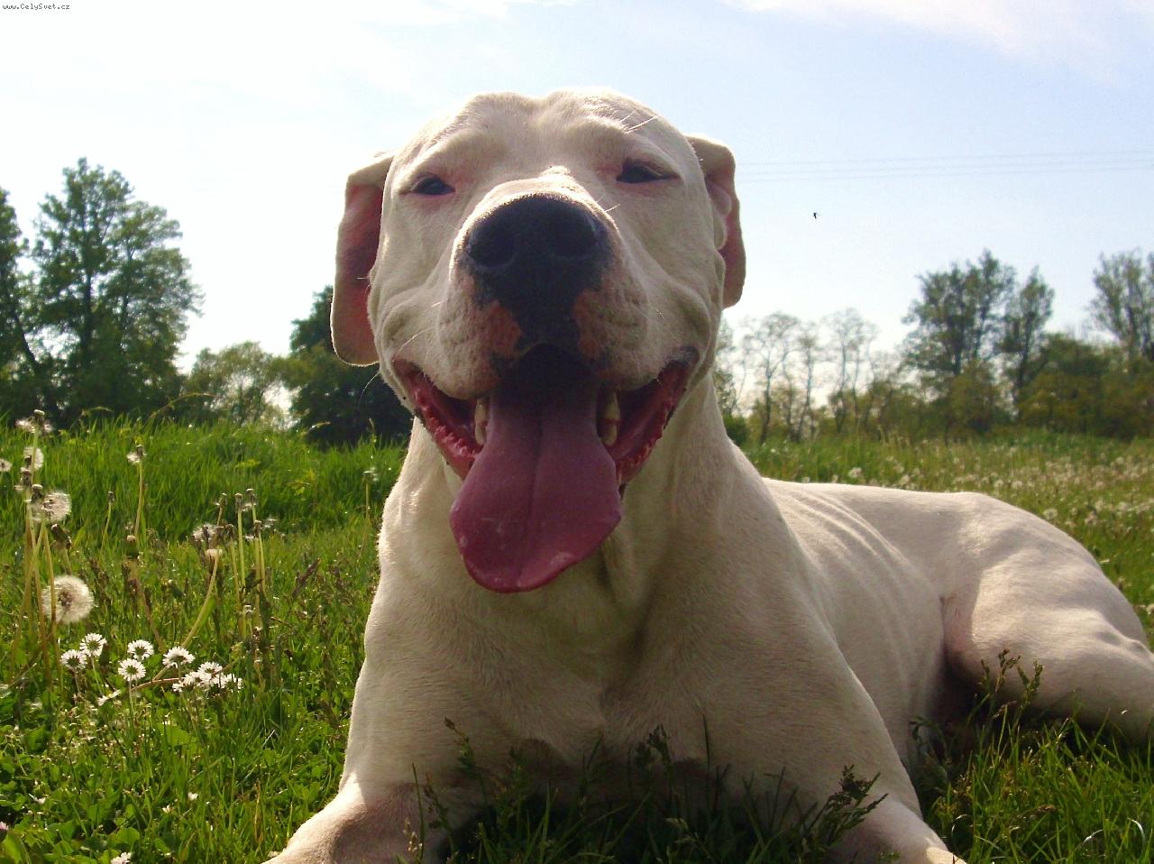 Foto: Dargo