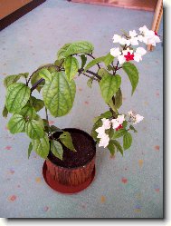 Blahoke� ,klerodendrum