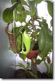 l��kovka hybrid