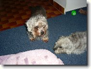 Dori, vst�vej