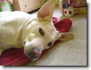 Labradorka B�ra