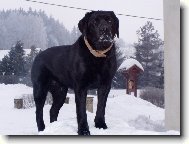 Haf�nek