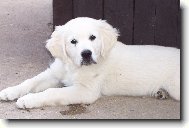 Zlat� retriever