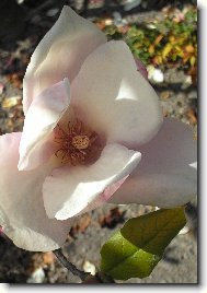 Kv�t