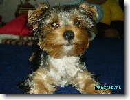 max��ek