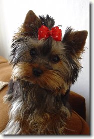 Dais��k