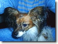 Na�e Delinka