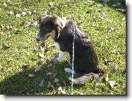 Artu� od Betl�msk� pastviny