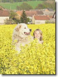 pyrenejsk� horsk� pes