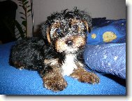 Max�k