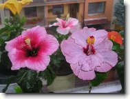ibi�ky
