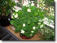 Pry�ec