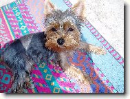 CHERRY u mo�e