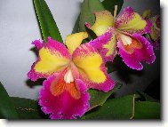 Blc. Taiwan Queen "King"s Monkey"