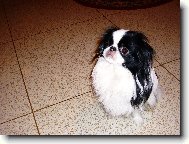 �iko Chico Untis