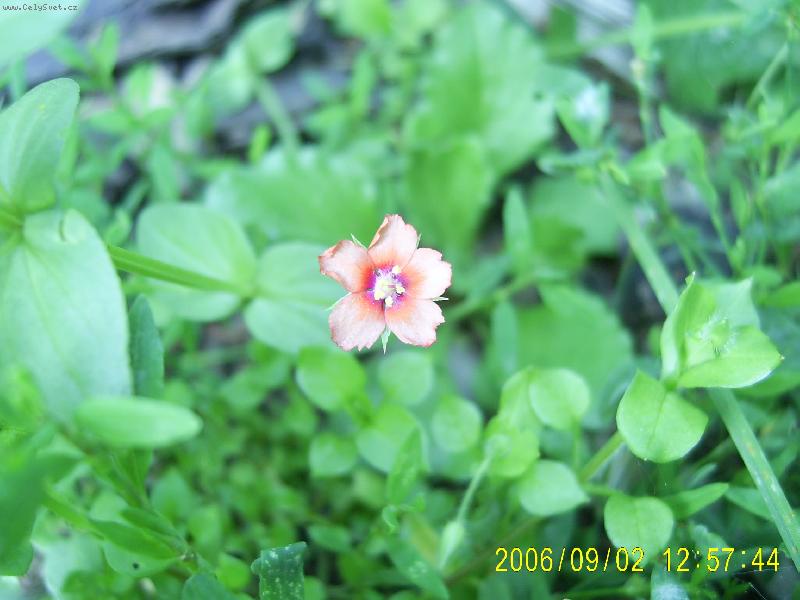 Foto: mini