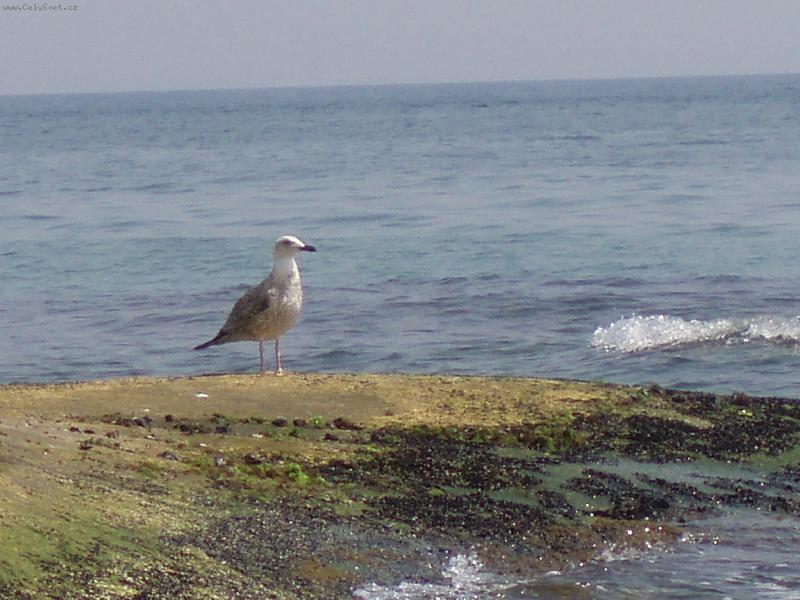 Foto: Racek
