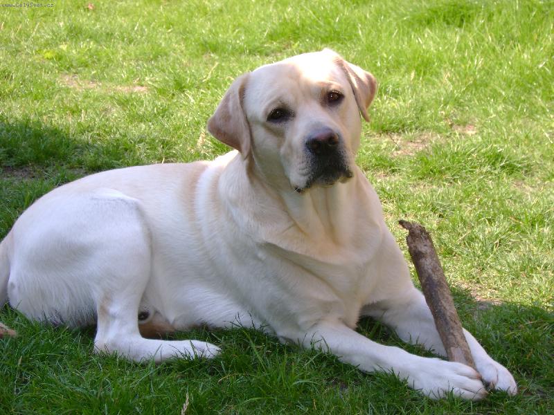 Foto: Charlie