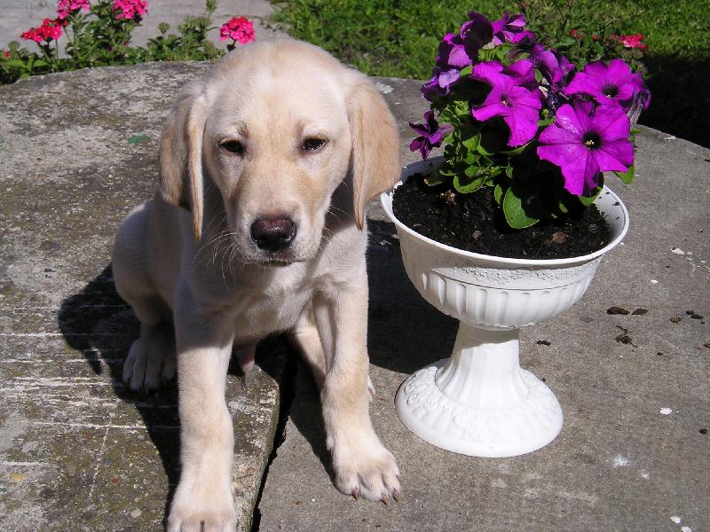 Foto: Apollo
