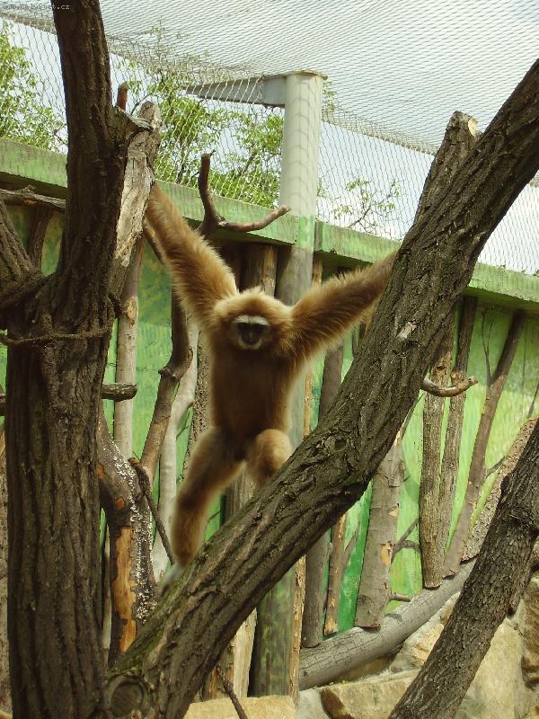 Foto: TARZAN