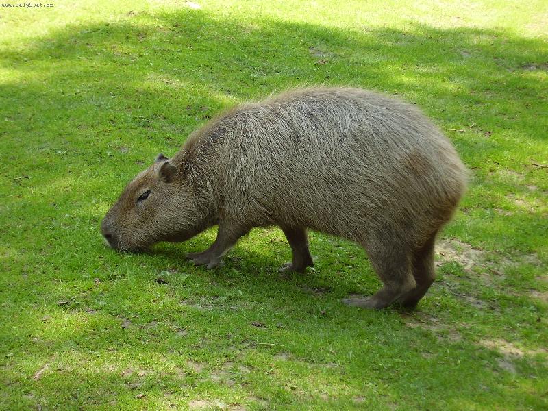 Foto: kapybara